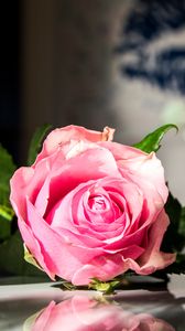 Превью обои роза, цветы, лепестки, макро, розовый