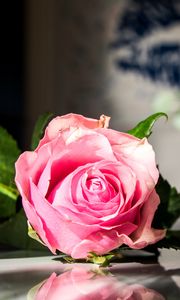 Превью обои роза, цветы, лепестки, макро, розовый