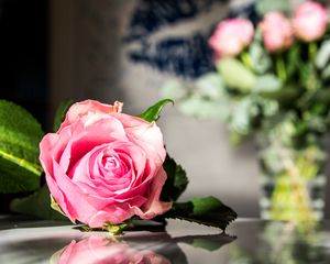 Превью обои роза, цветы, лепестки, макро, розовый