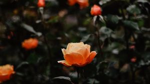 Превью обои роза, цветы, оранжевый, крупным планом