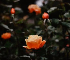 Превью обои роза, цветы, оранжевый, крупным планом