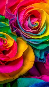 Превью обои роза, цветы, разноцветный, лепестки