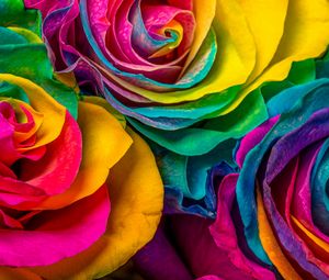 Превью обои роза, цветы, разноцветный, лепестки