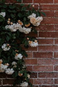Превью обои роза, цветы, стена, кирпичный, растение, куст