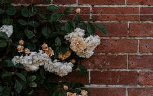 Превью обои роза, цветы, стена, кирпичный, растение, куст