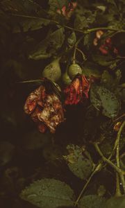 Превью обои роза, цветы, сухой, капли
