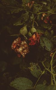 Превью обои роза, цветы, сухой, капли