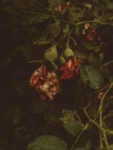 Превью обои роза, цветы, сухой, капли