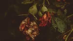 Превью обои роза, цветы, сухой, капли
