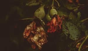 Превью обои роза, цветы, сухой, капли