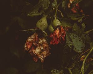 Превью обои роза, цветы, сухой, капли
