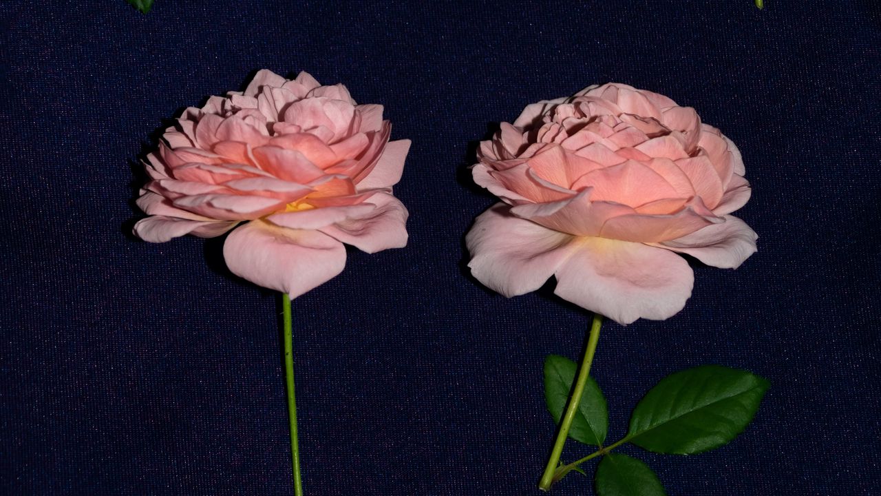 Обои роза, цветы, цветение, ткань