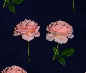 Превью обои роза, цветы, цветение, ткань