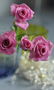 Превью обои роза, ваза, макро, цветы, размытость