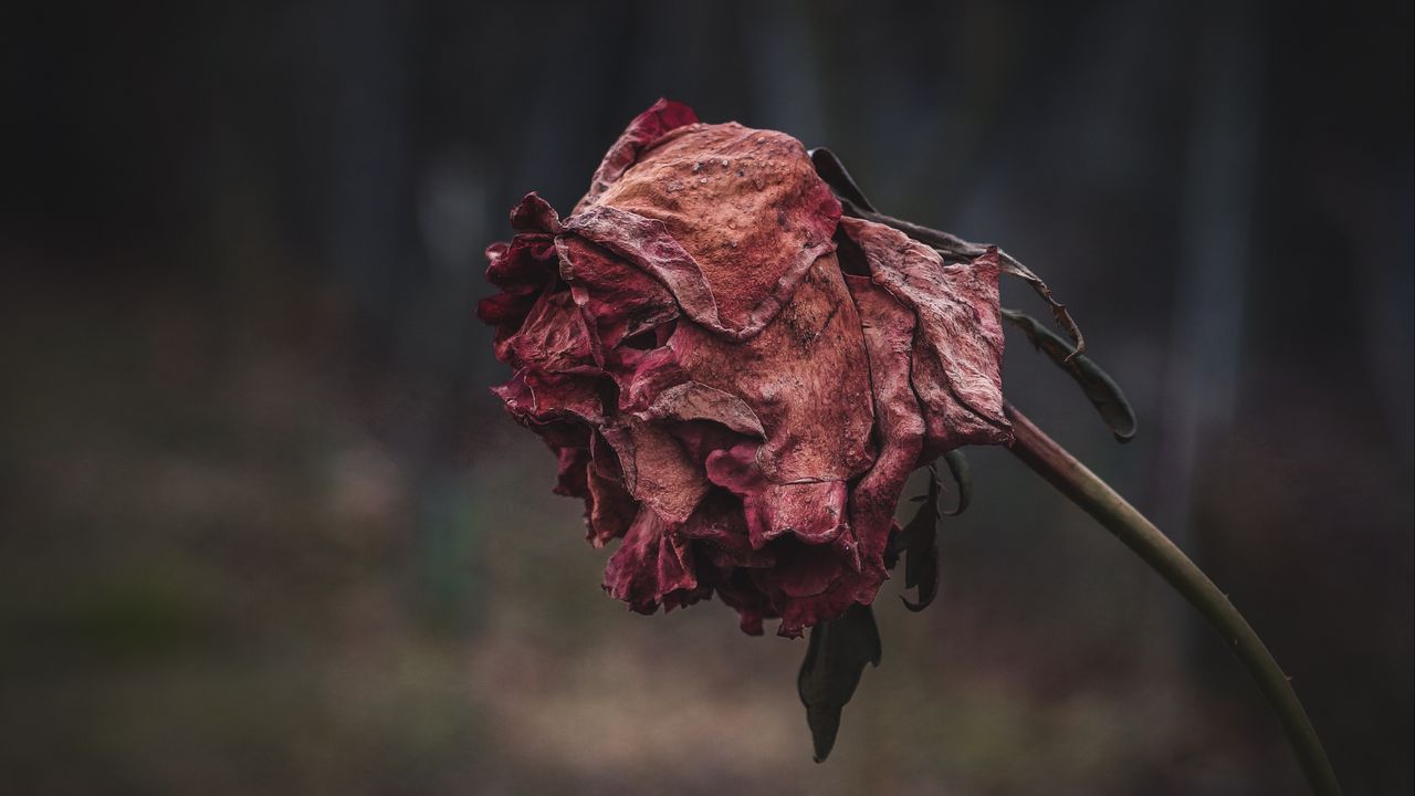 Обои роза, высушенный, осень, сморщенный