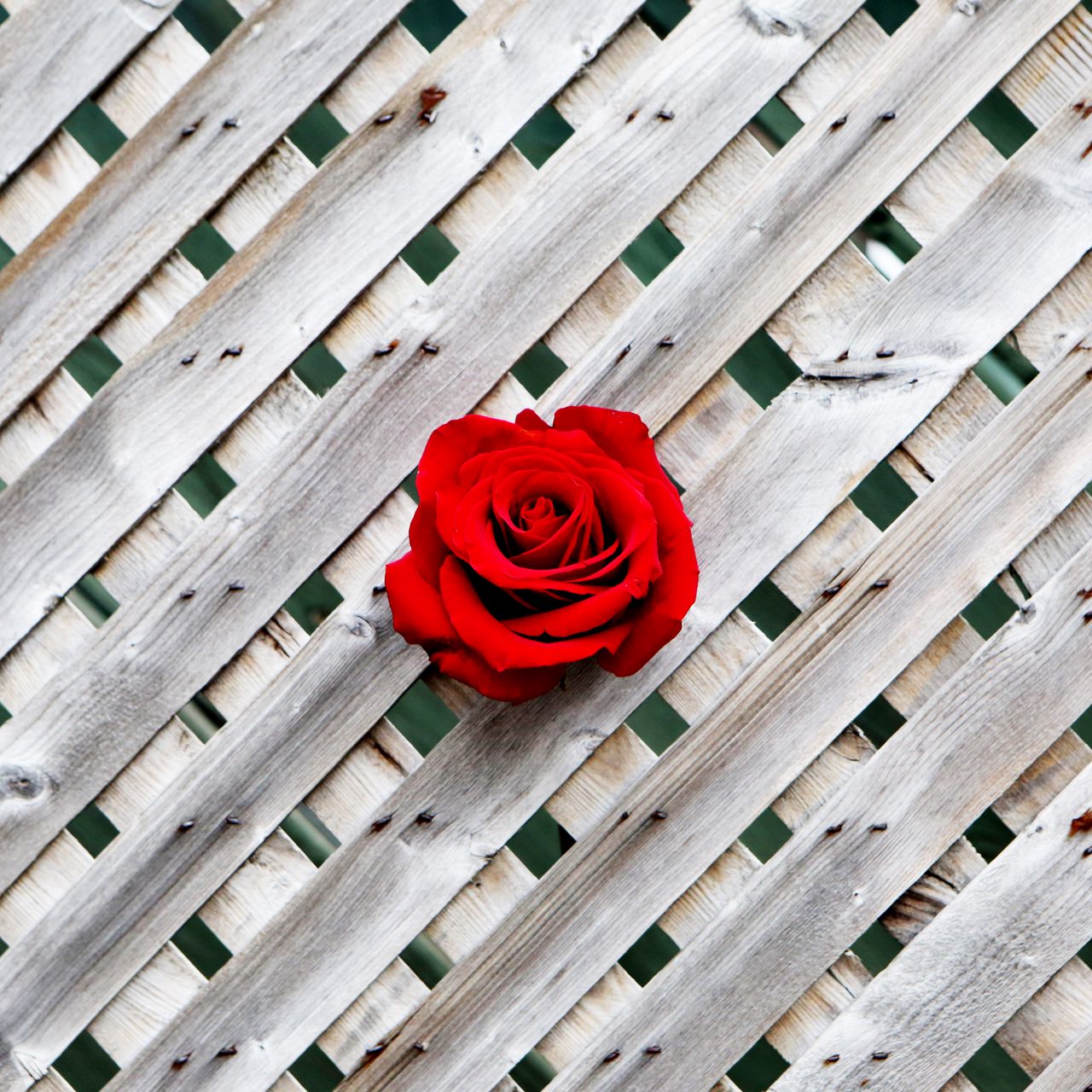 Деревянный забор с розами