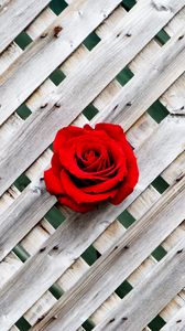 Превью обои роза, забор, стена, красный, деревянный