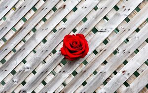 Превью обои роза, забор, стена, красный, деревянный