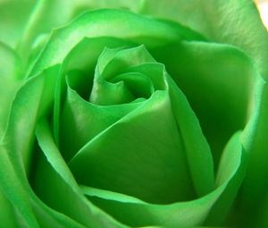 Превью обои роза, зеленый, лепестки
