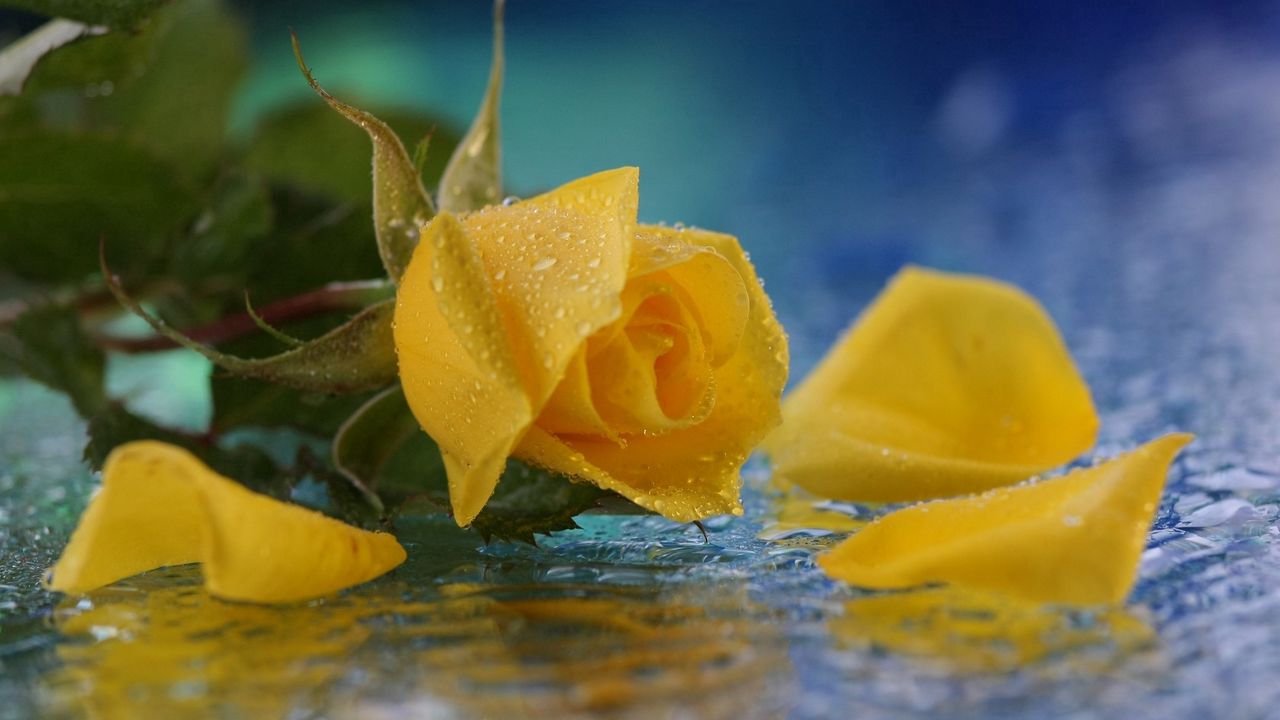 Обои роза, желтая, цветок, капли, вода