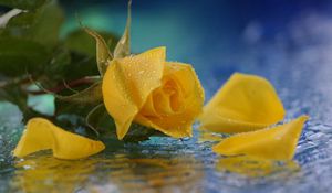 Превью обои роза, желтая, цветок, капли, вода