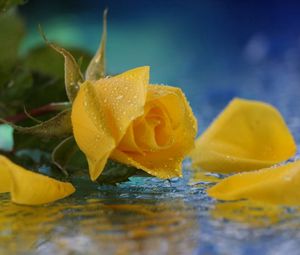 Превью обои роза, желтая, цветок, капли, вода