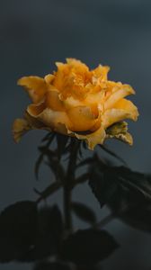 Превью обои роза, желтый, цветок