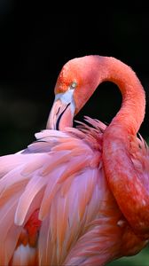 Превью обои розовый фламинго, фламинго, птица, клюв, перья, розовый