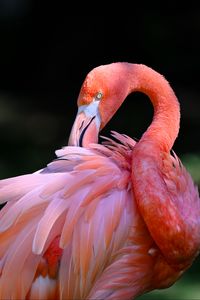 Превью обои розовый фламинго, фламинго, птица, клюв, перья, розовый
