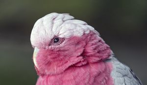 Превью обои розовый какаду, какаду, попугай, птица