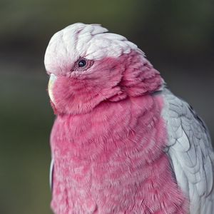 Превью обои розовый какаду, какаду, попугай, птица
