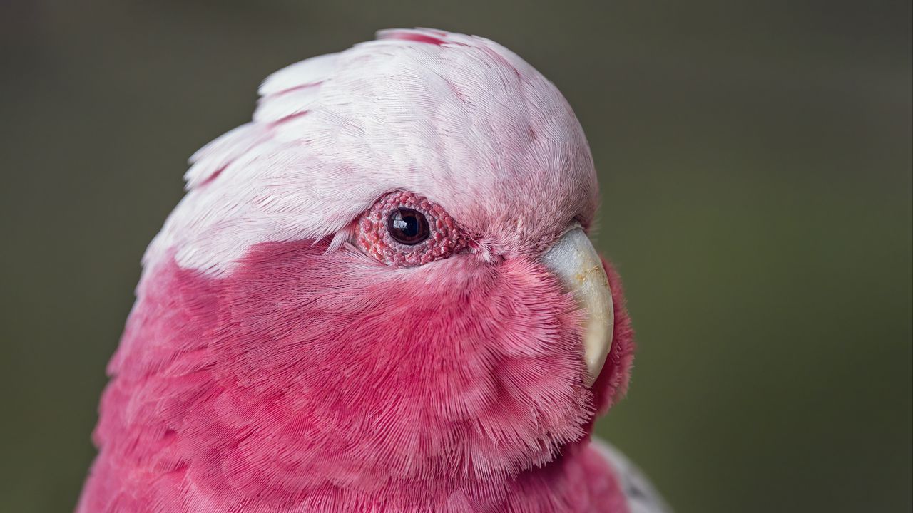 Обои розовый какаду, какаду, попугай, птица, перья, розовый