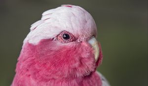 Превью обои розовый какаду, какаду, попугай, птица, перья, розовый
