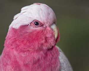 Превью обои розовый какаду, какаду, попугай, птица, перья, розовый
