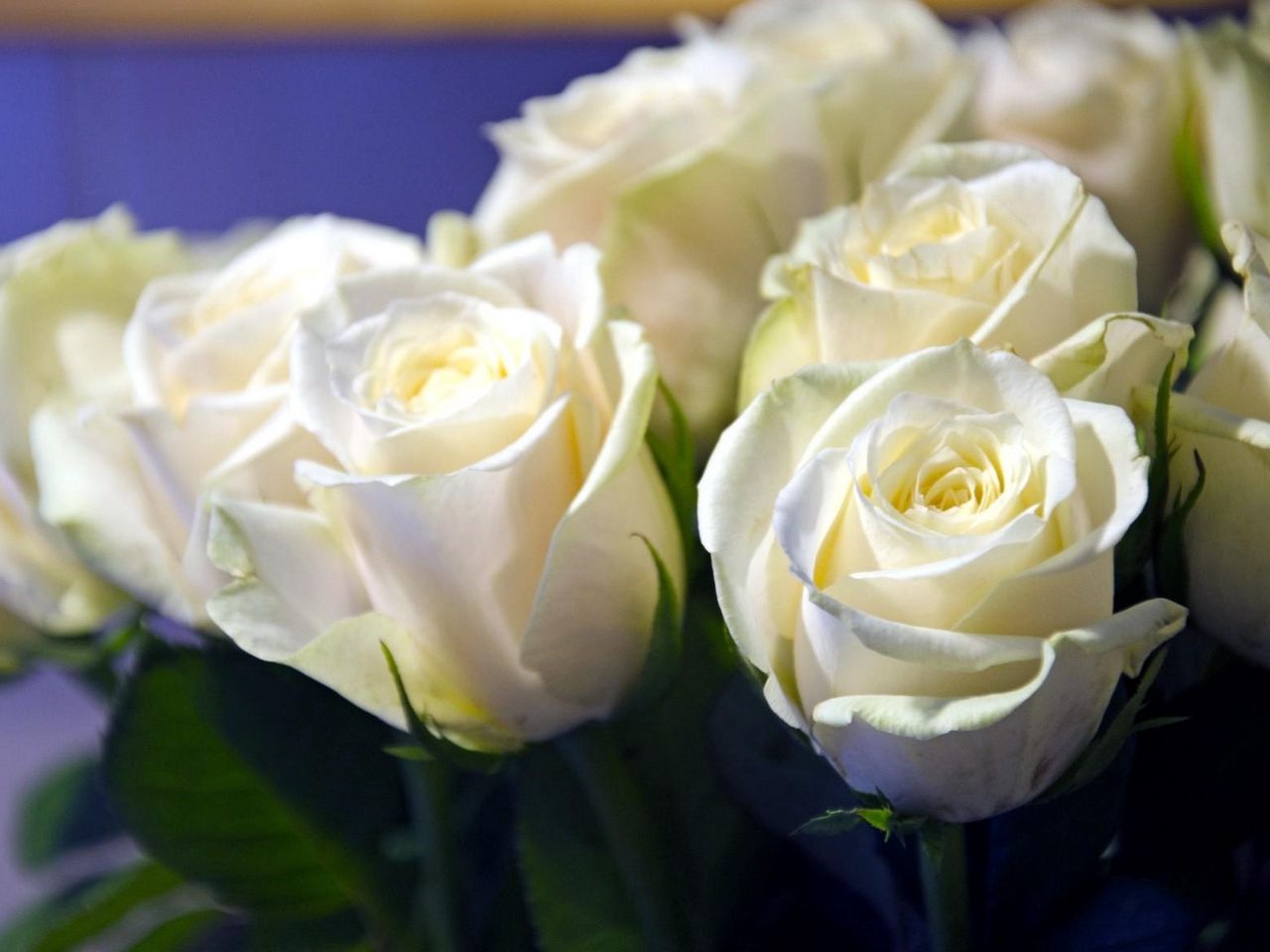 белые розы букет фото реальное