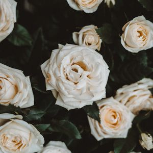 Превью обои розы, белый, цветы, цветение, растение