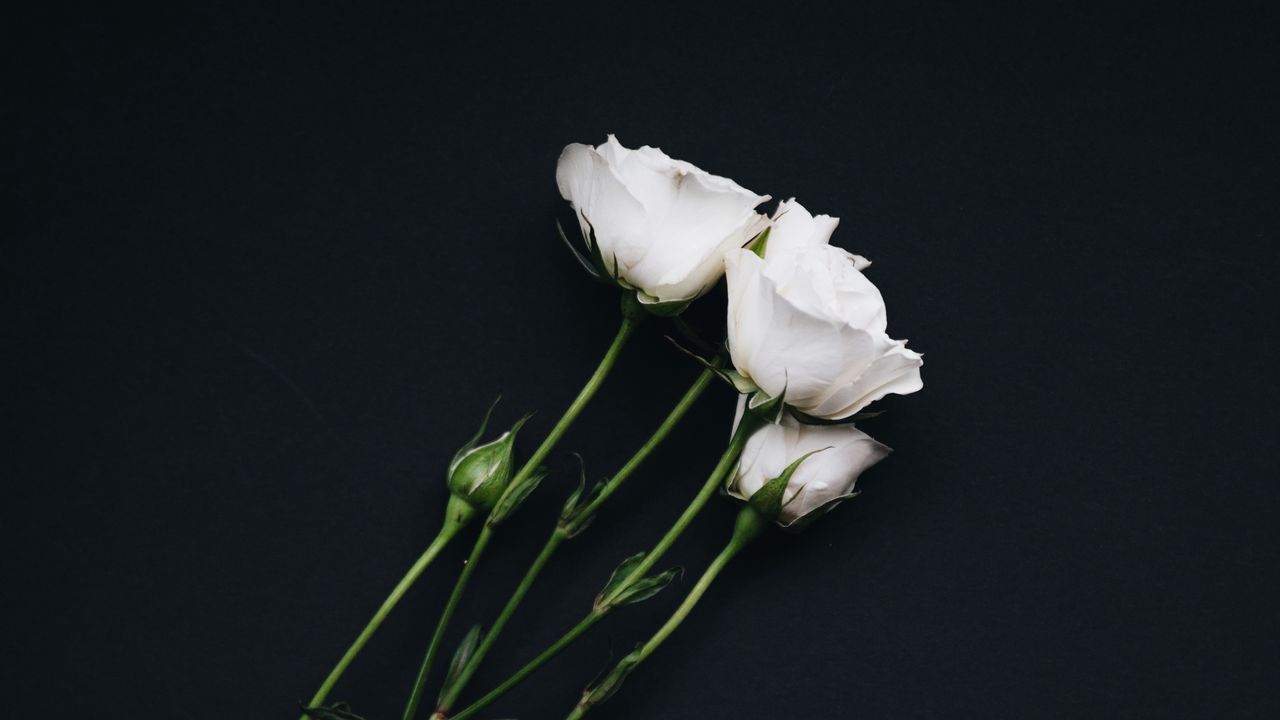 Обои розы, букет, белый, черный фон