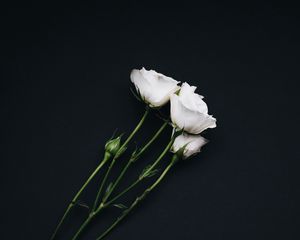 Превью обои розы, букет, белый, черный фон