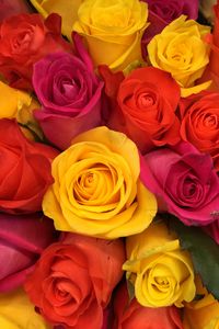 Превью обои розы, букет, бутоны, красный, желтый, розовый, композиция, флористика