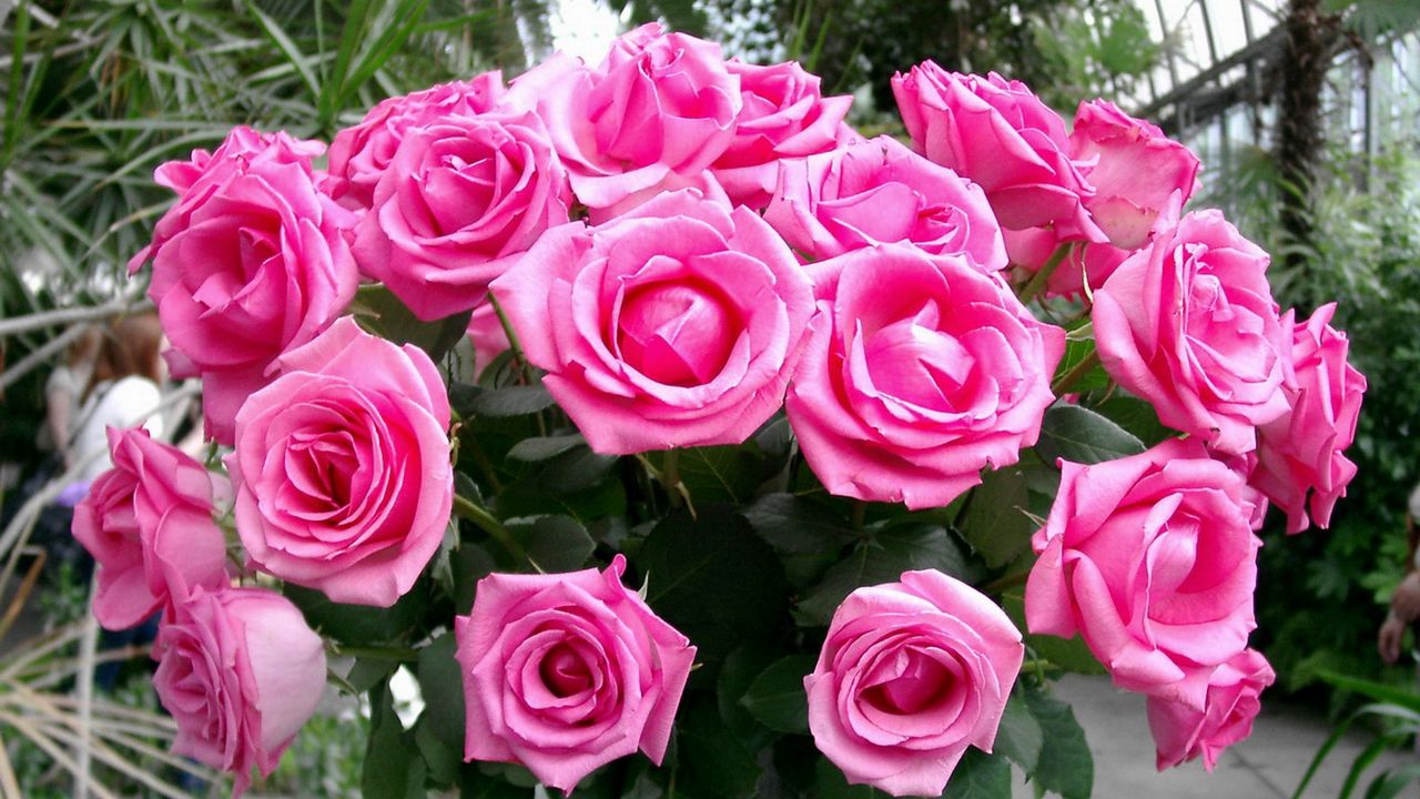 Обои розы, букет, розовые, нежные, красота