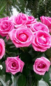 Превью обои розы, букет, розовые, нежные, красота