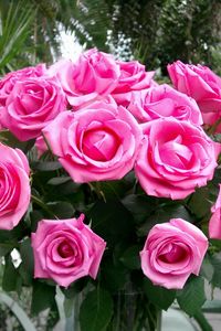 Превью обои розы, букет, розовые, нежные, красота