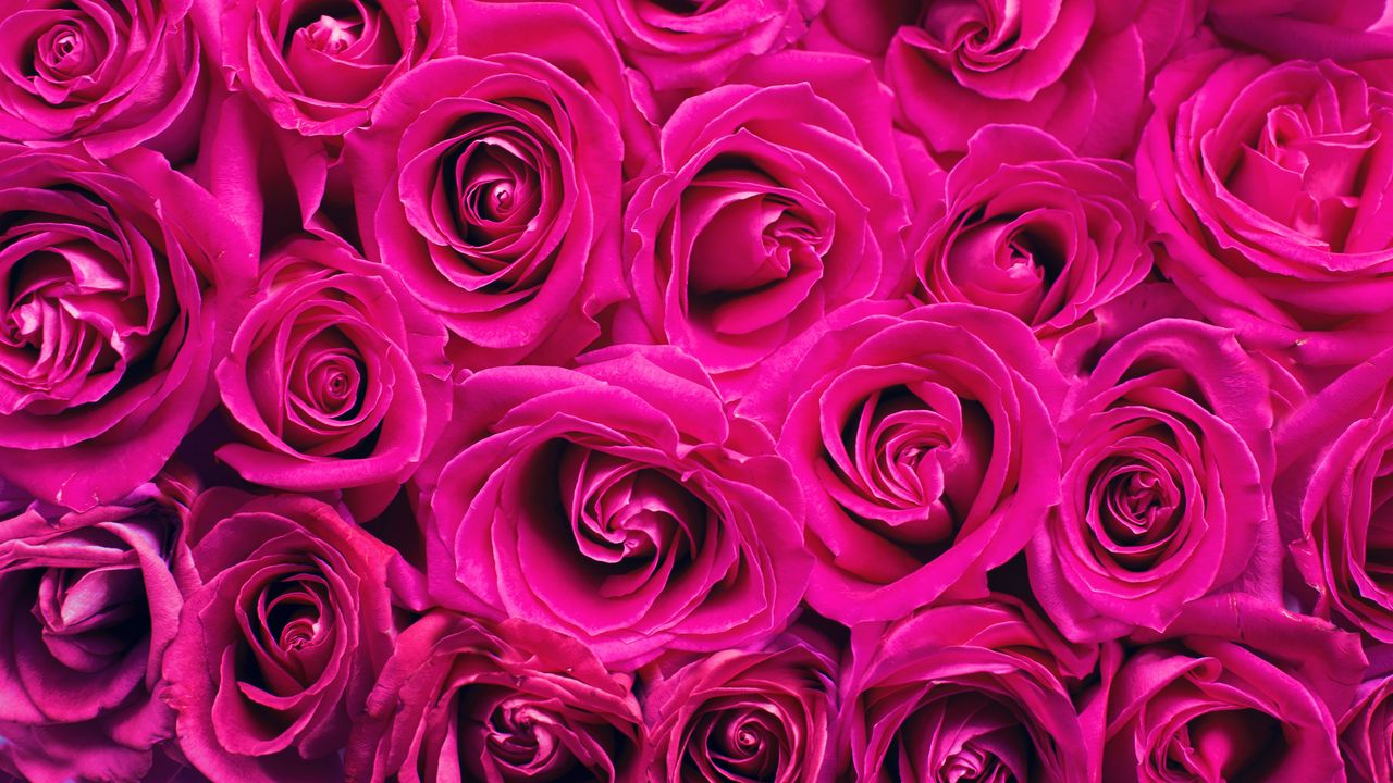 Обои розы, букет, розовый, бутоны, цветы