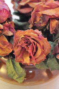 Превью обои розы, букет, сухие, гербарий