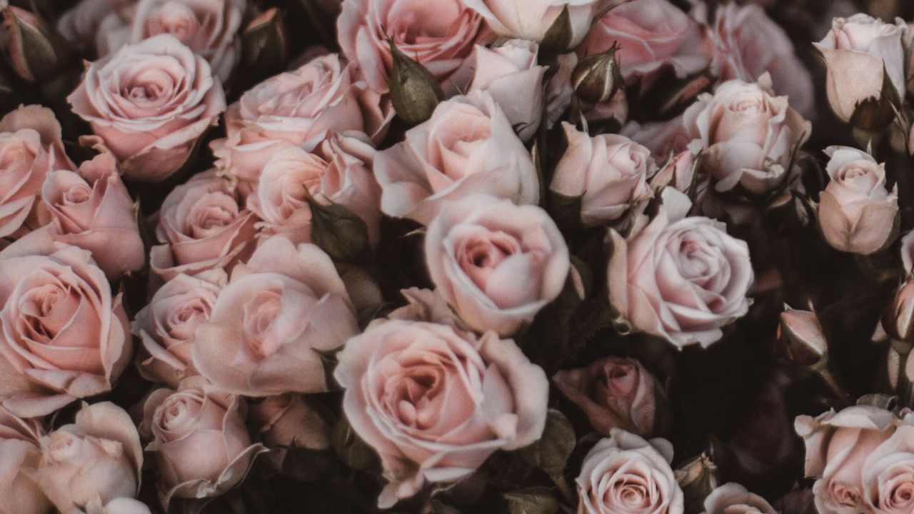 Обои розы, букет, цветы, светло розовый, романтика