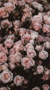 Превью обои розы, букет, цветы, светло розовый, романтика