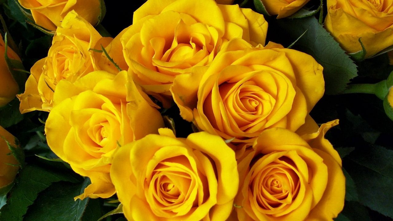 Обои розы, букет, желтые, яркие, красота