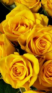Превью обои розы, букет, желтые, яркие, красота