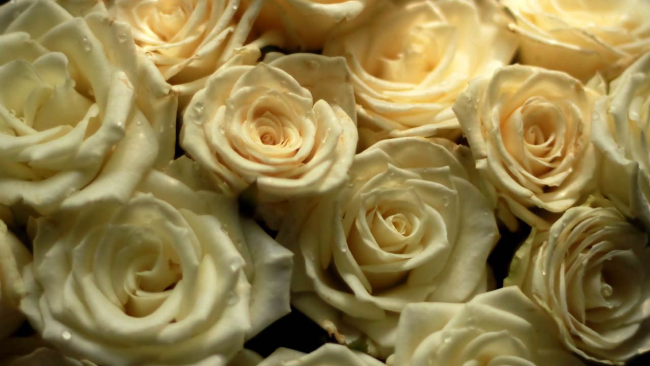 Обои розы, букет, желтый, белый, композиция