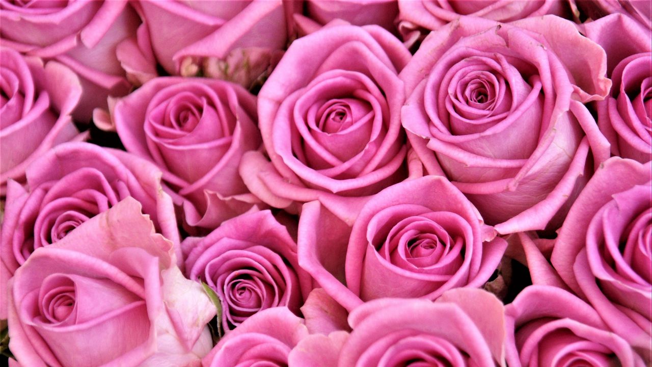 Обои розы, бутоны, букет, розовый